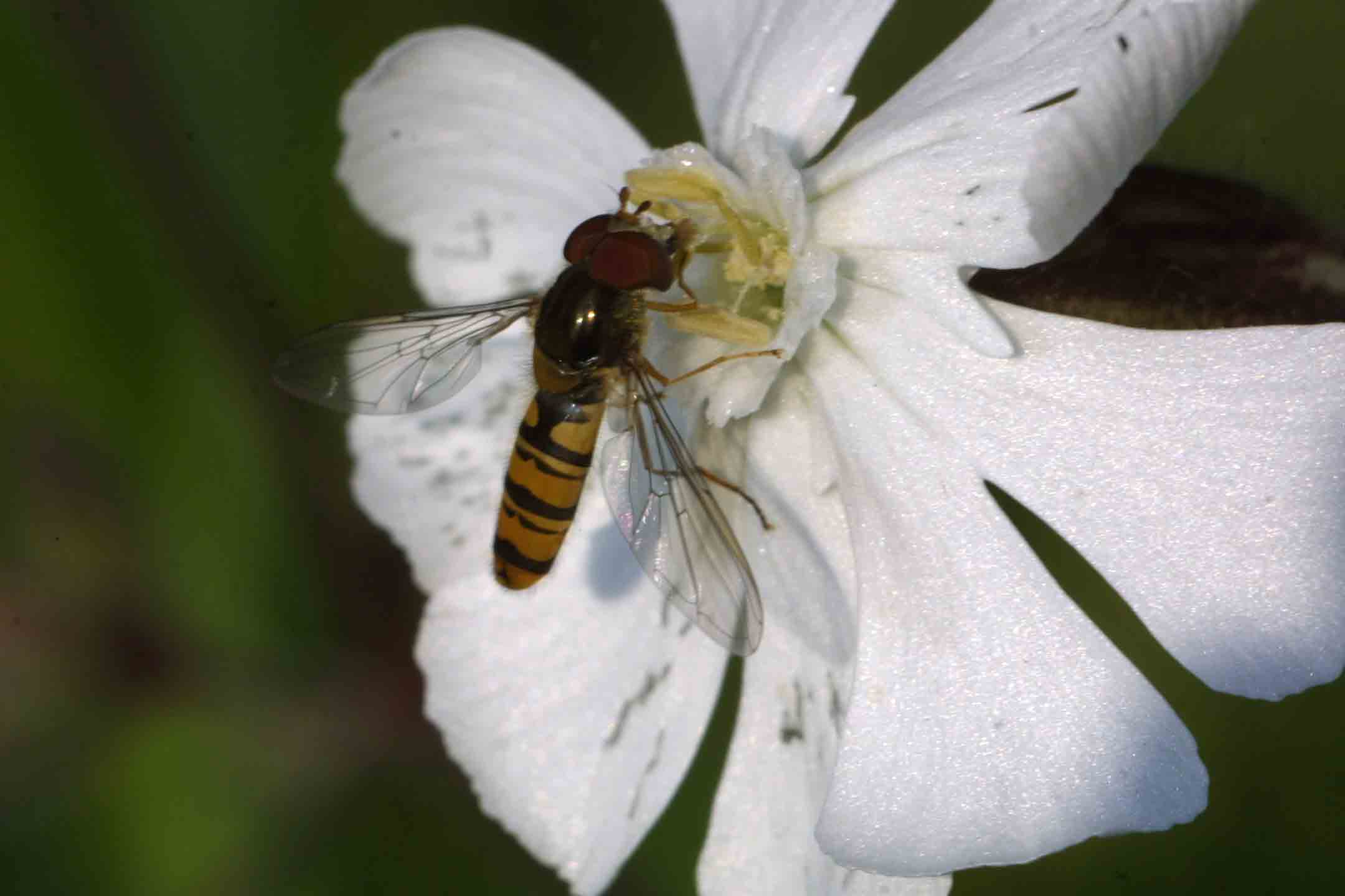 Episyrphus balteatus